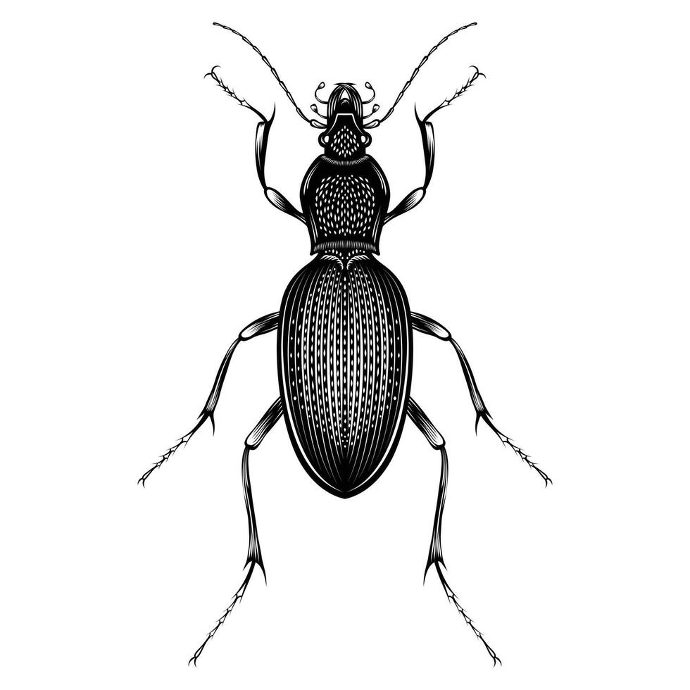 carabus violaceus illustrazione vettoriale design piatto