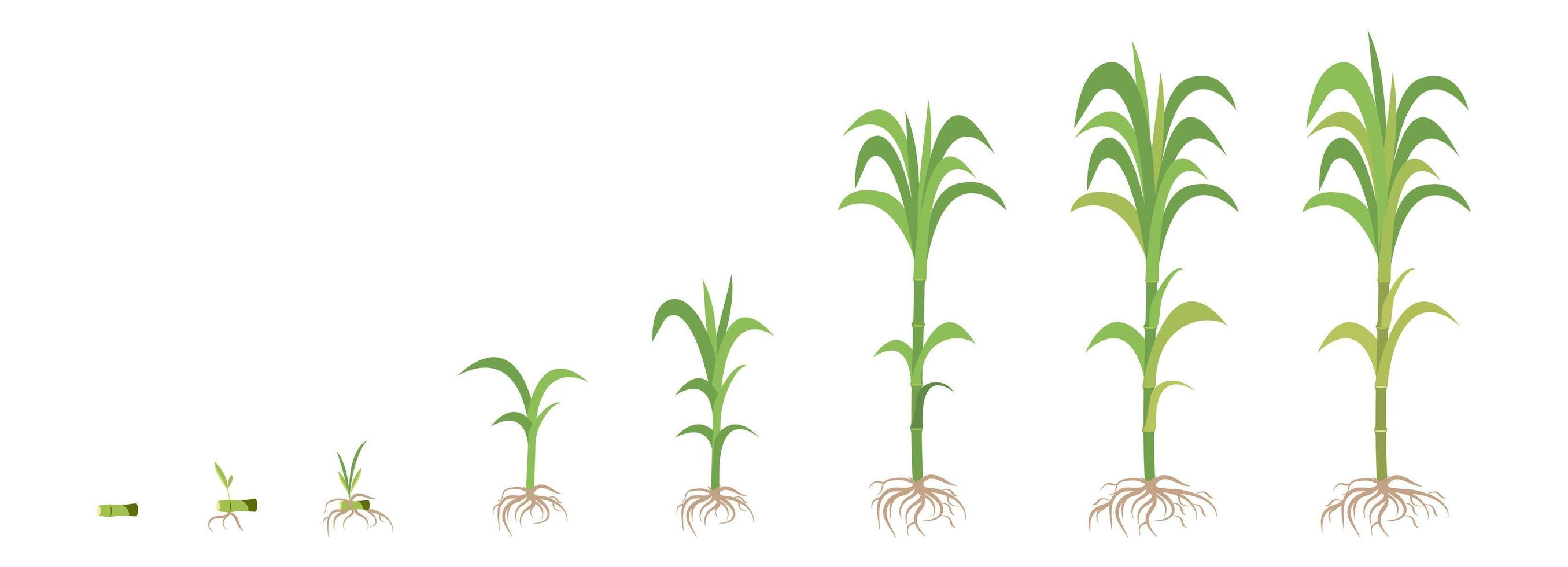 fasi di crescita delle colture della canna da zucchero dalla semina alla maturità. vettore