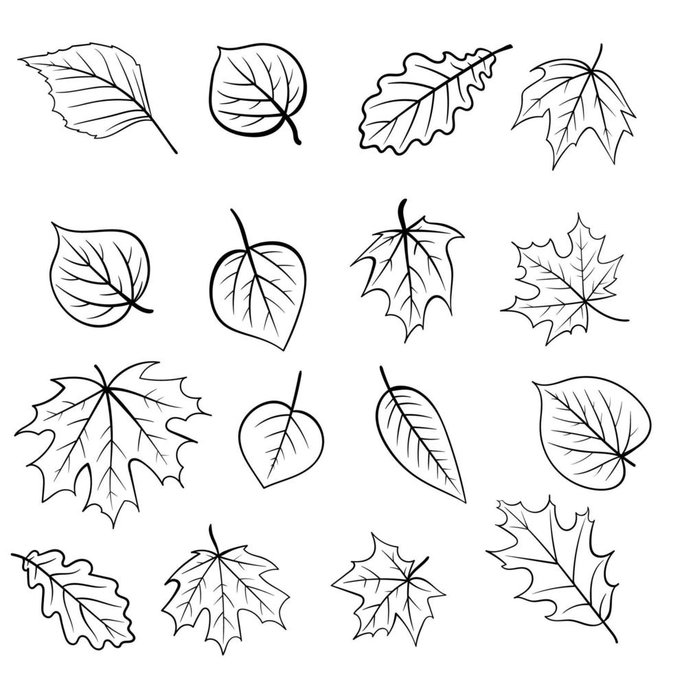 linea set di foglie autunnali di acero, quercia, betulla, organico naturale. per decorazioni di stagione. vettore