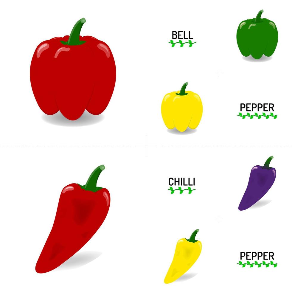 peperone e peperoncino colorato. vettore di gruppo in set su sfondo bianco. è un ingrediente vegetale e alimentare raramente piccante. contiene una sana alimentazione e vitamine.