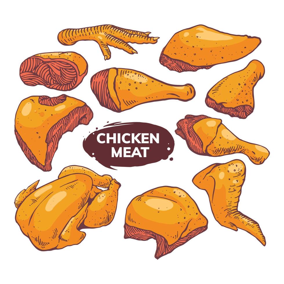 illustrazione stabilita della carne di pollo vettore