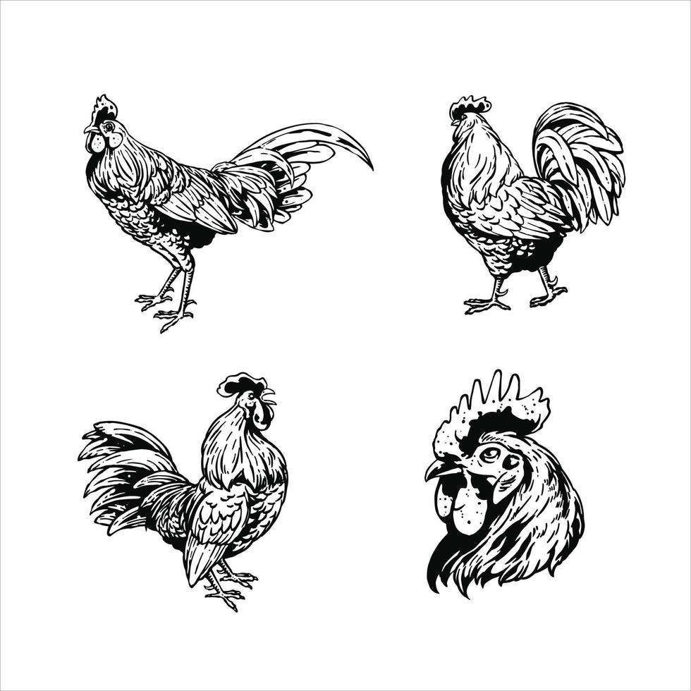 illustrazione del set di pollo vettore