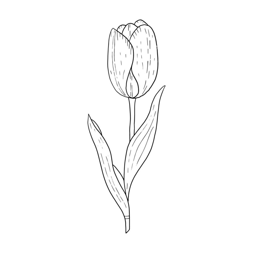 disegno di contorno disegnato a mano di tulipano.immagine in bianco e nero.immagine stilizzata di un fiore di tulipano.un tulipano isolato su uno sfondo bianco.vettore vettore