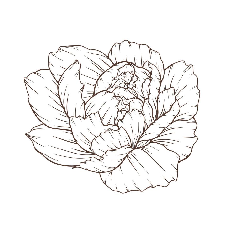 contorno di peonia isolato, peonie d'arte al tratto, disegni al tratto floreale, disegno di linee botaniche vettore