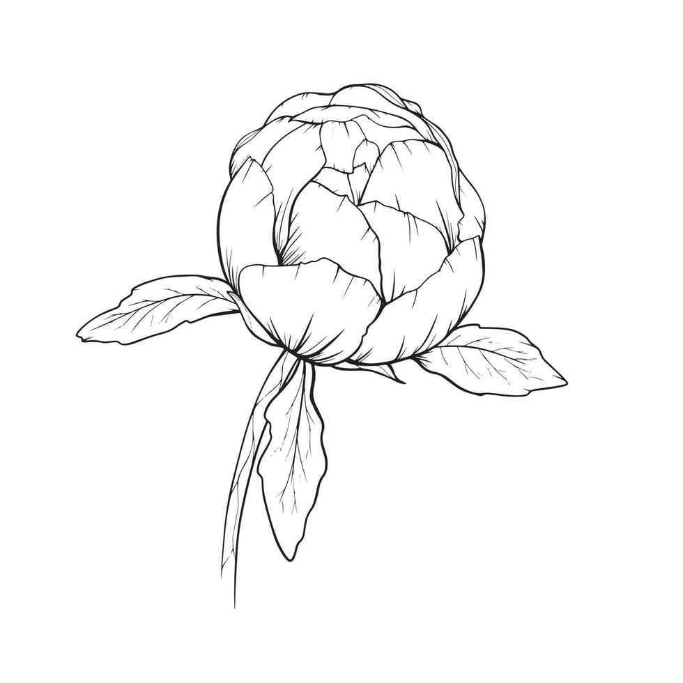 contorno di peonia isolato, peonie d'arte al tratto, disegni al tratto floreale, disegno di linee botaniche vettore