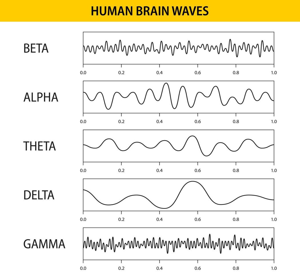 onde cerebrali beta, alfa, theta, delta, gamma. insieme di oscillazione delle onde cerebrali. ritmo umano, tipi, ampiezza delle onde mentali. illustrazione vettoriale. vettore