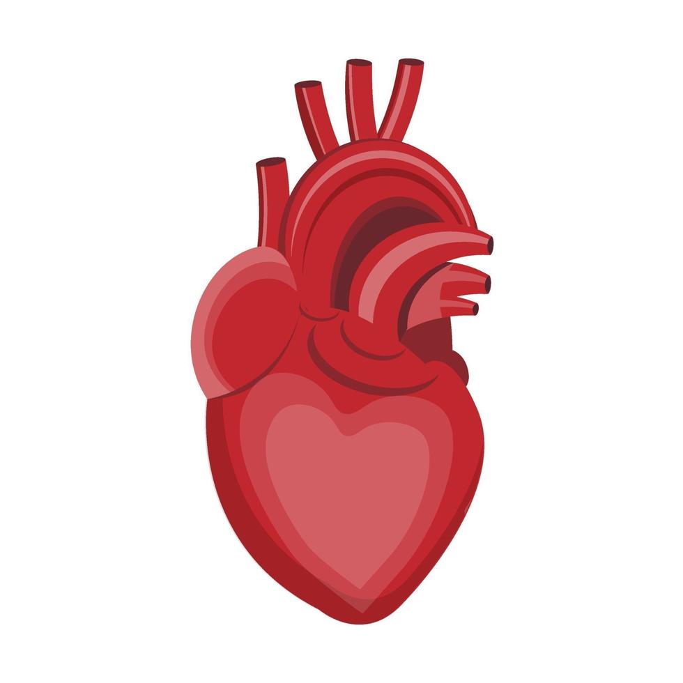 illustrazione vettoriale di un cuore su sfondo bianco