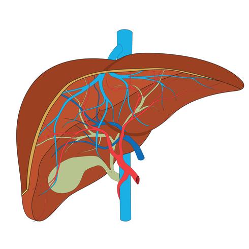 Fegato. Struttura del fegato umano. Scientificamente accurato. vettore