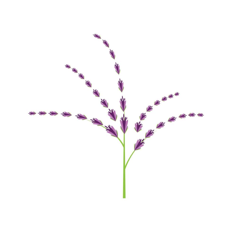 design piatto di vettore di logo di fiori di lavanda fresca