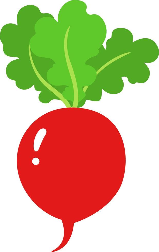 illustrazione di ravanello rosso ciliegia vettore