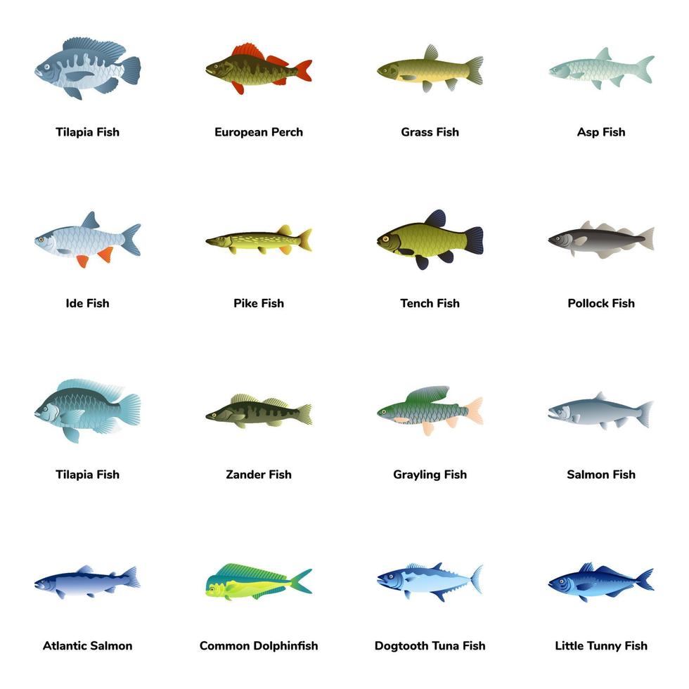 icone piatte di tipi di pesce atlantico vettore