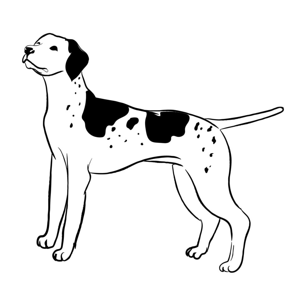 cane puntatore isolato su sfondo bianco. vettore