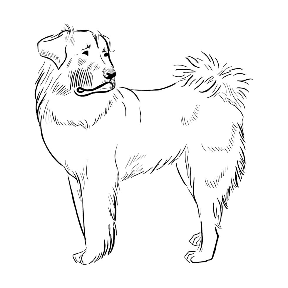 cane da pastore caucasico isolato su sfondo bianco. vettore