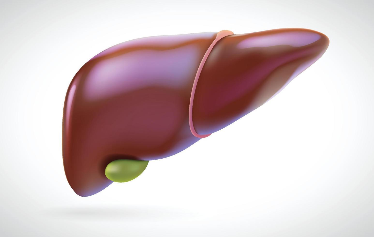 illustrazione del fegato e della cistifellea per uso medico. vettore
