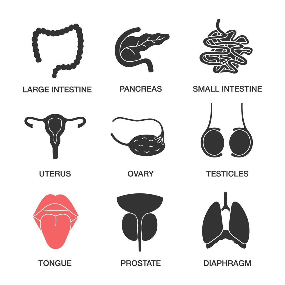 set di icone del glifo degli organi interni umani. intestino crasso e tenue, pancreas, utero, ovaio, testicoli, lingua, prostata, diaframma. simboli di sagoma. illustrazione vettoriale isolato