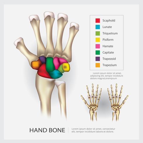 Illustrazione di vettore dell&#39;osso di mano di anatomia umana