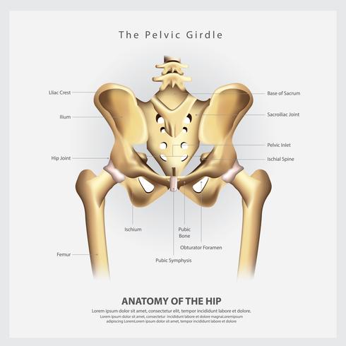 La cintura pelvica dell&#39;illustrazione umana di vettore di anatomia dell&#39;osso di anca