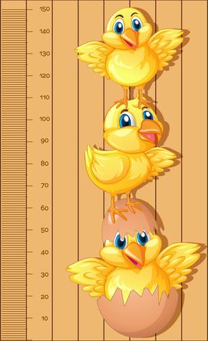 Righello del grafico di crescita con piccoli pulcini vettore