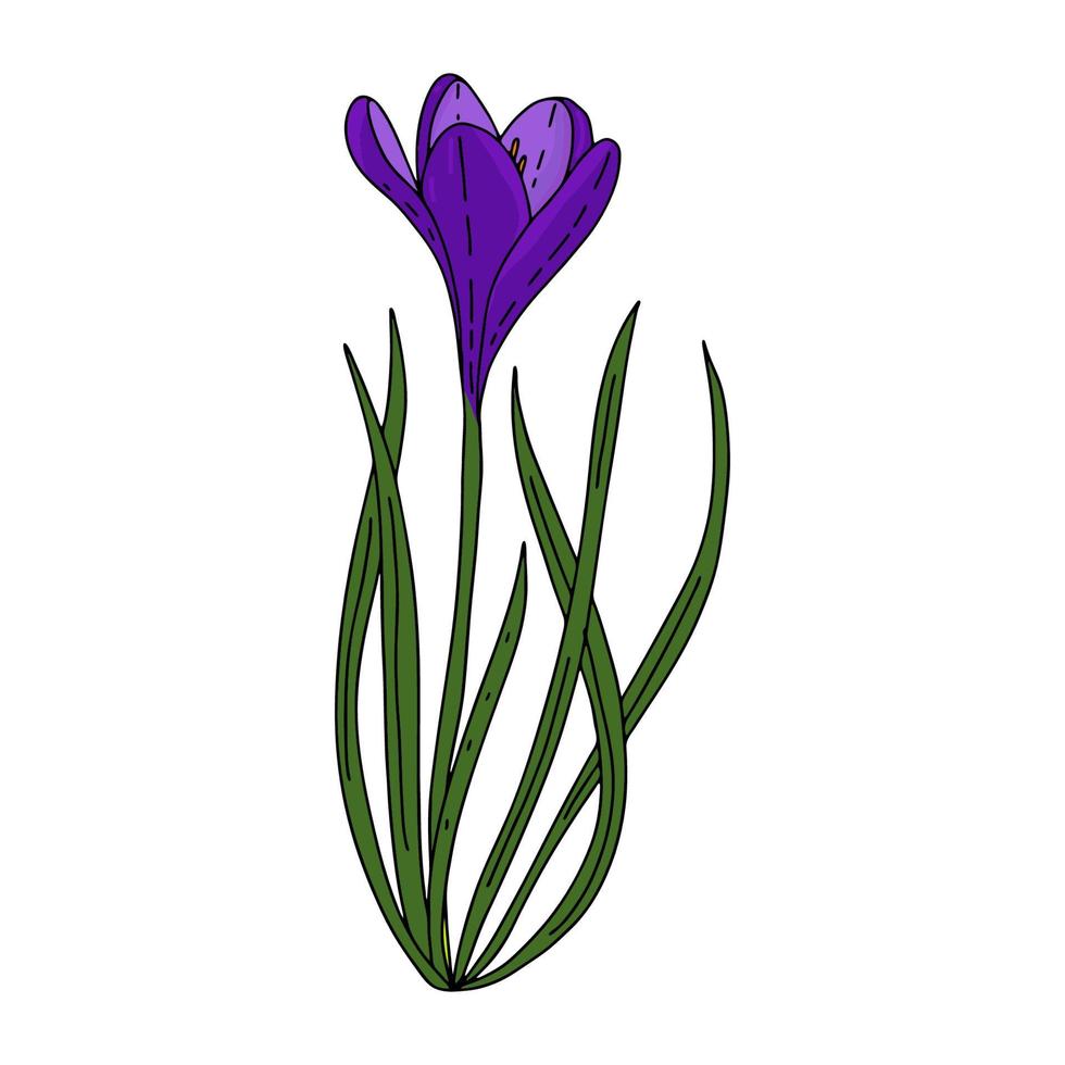 disegno di contorno del croco i primi fiori di primavera nello stile di doodle fiori viola fiori per la decorazione, cartoline, matrimoni, compleanni illustrazione vettoriale