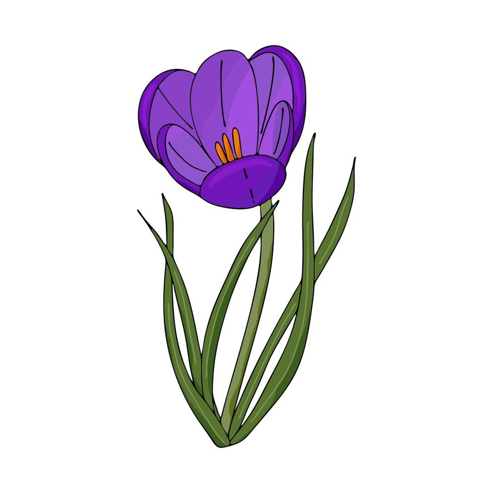 disegno di contorno del croco i primi fiori di primavera nello stile di doodle fiori viola fiori per la decorazione, cartoline, matrimoni, compleanni illustrazione vettoriale