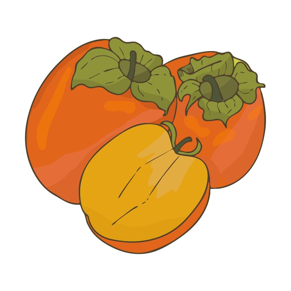cachi frutta arancione.frutta intera e affettata.stile di scarabocchio.immagine vettoriale. vettore