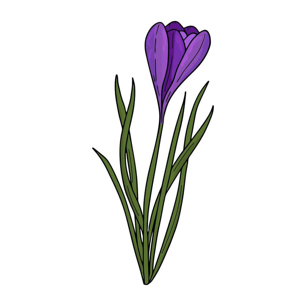 disegno di contorno del croco i primi fiori di primavera nello stile di doodle fiori viola fiori per la decorazione, cartoline, matrimoni, compleanni illustrazione vettoriale
