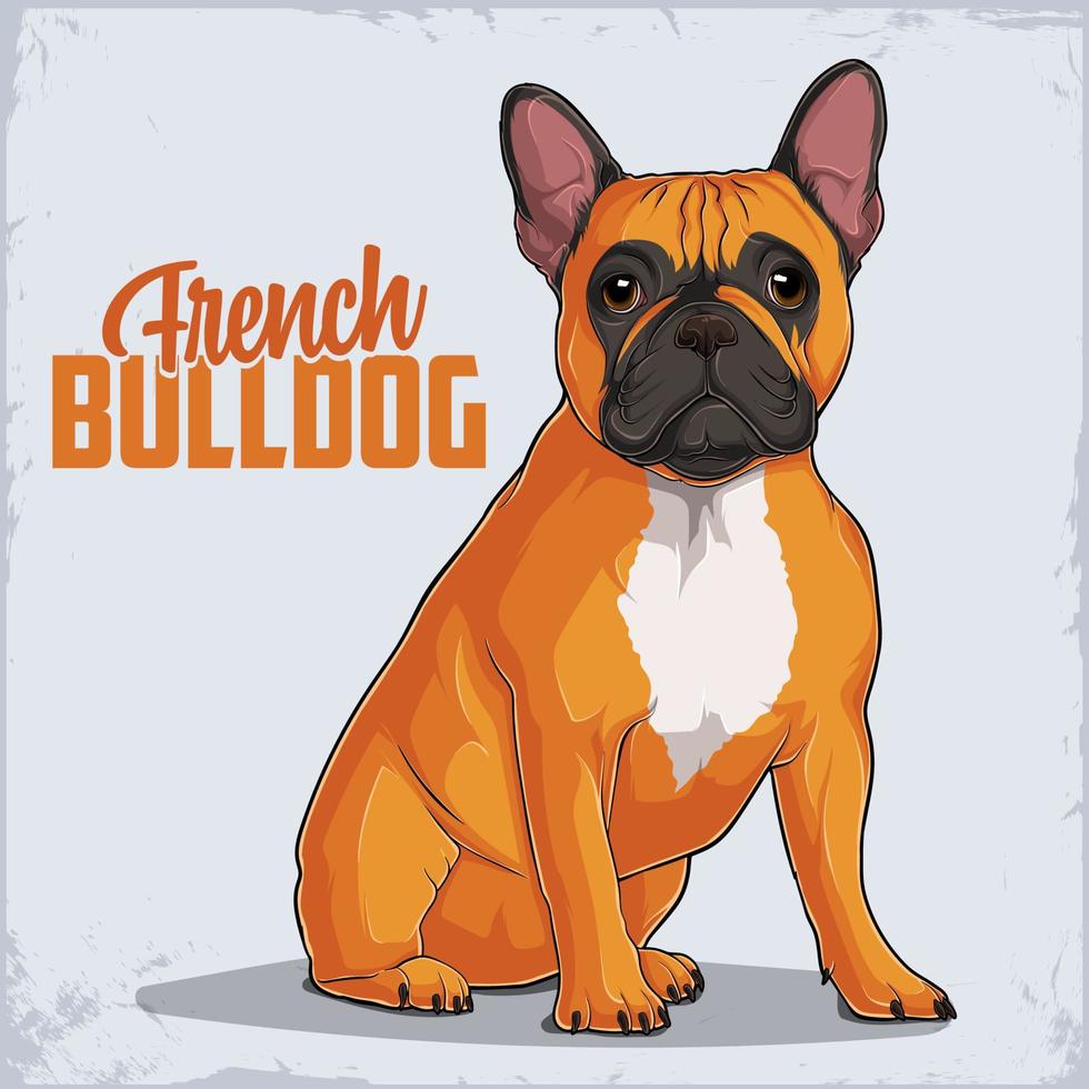 Bulldog francese di razza cane carino seduto in piena lunghezza isolato su sfondo bianco vettore