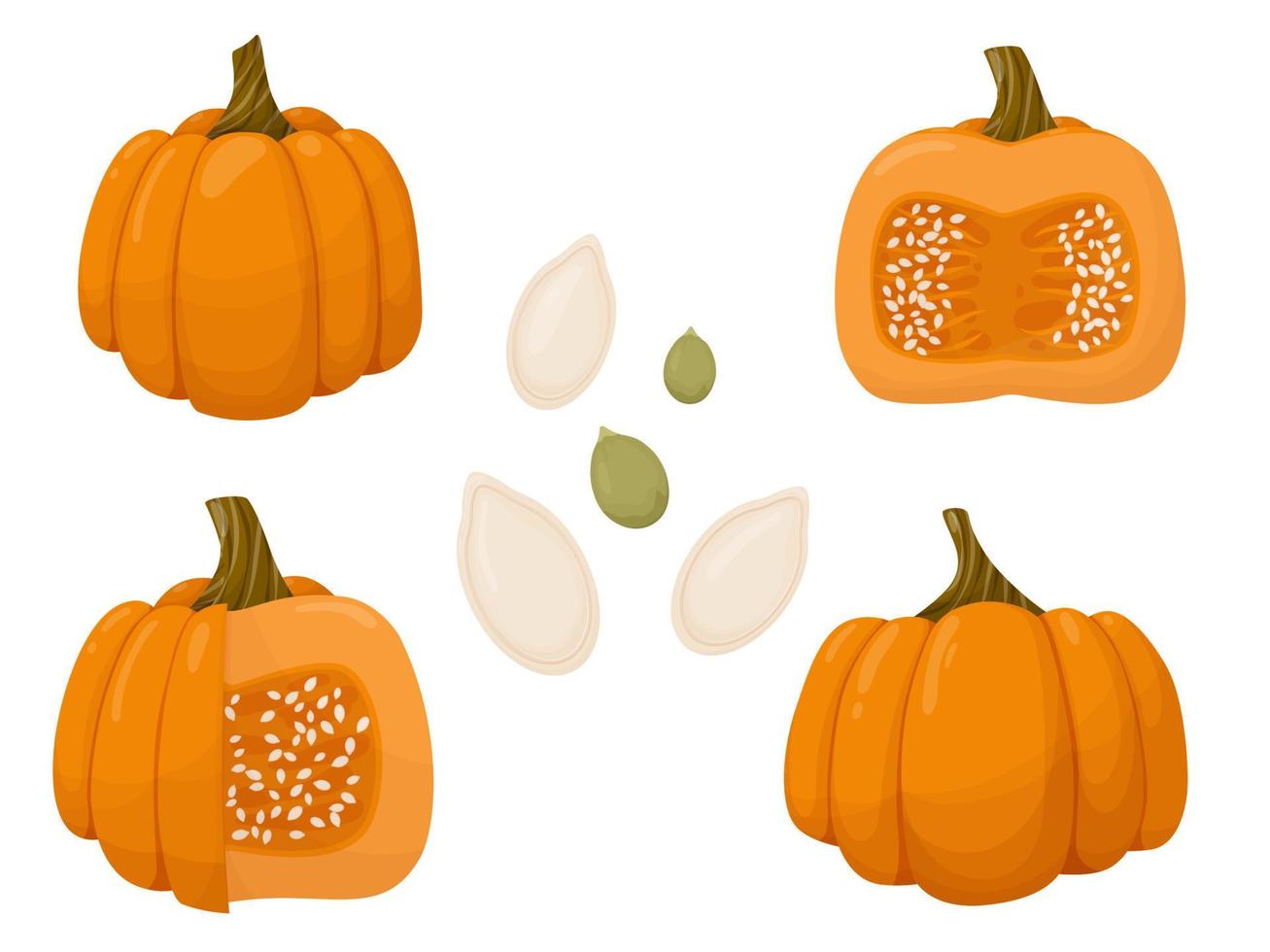 set di zucca e semi tagliati. illustrazione vegetale autunnale isolato su sfondo bianco. vettore