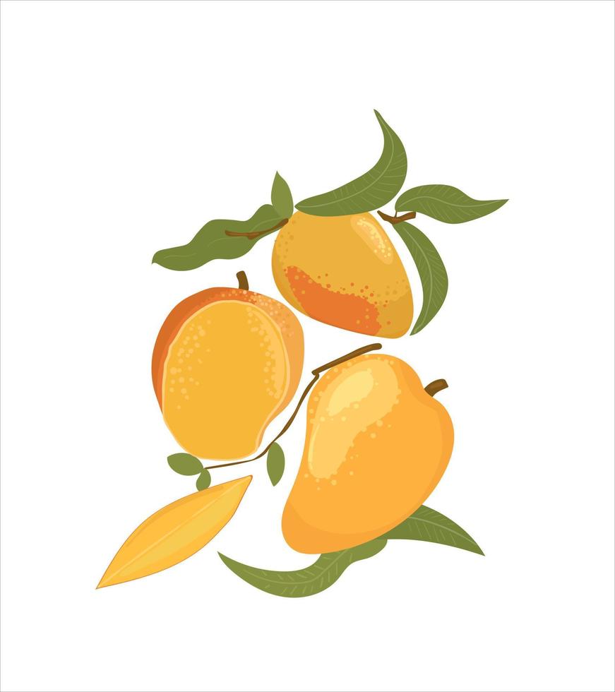 mango maturo, mango intero e tagliato a metà. illustrazione vettoriale disegnata a mano di mango di frutta dolce isolata su sfondo bianco. set di frutti gustosi luminosi con foglie.