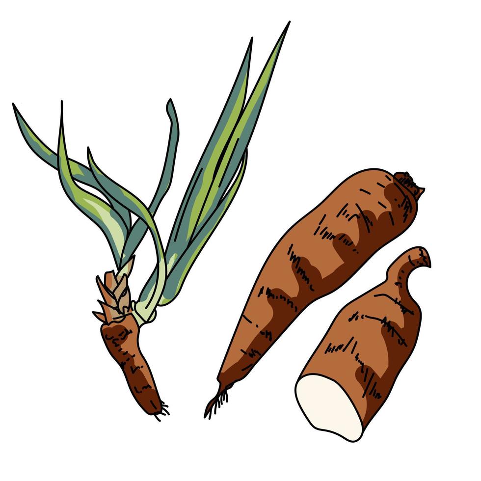 illustrazione della radice di yucca, foglie verdi e radici marroni, illustrazione vettoriale disegnata a mano