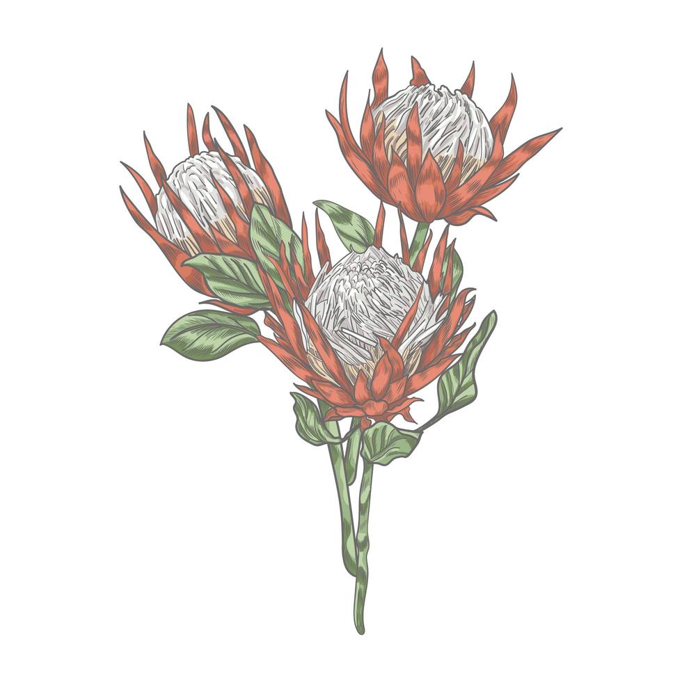 tre fiori di protea sull'illustrazione vettoriale di steli lunghi.