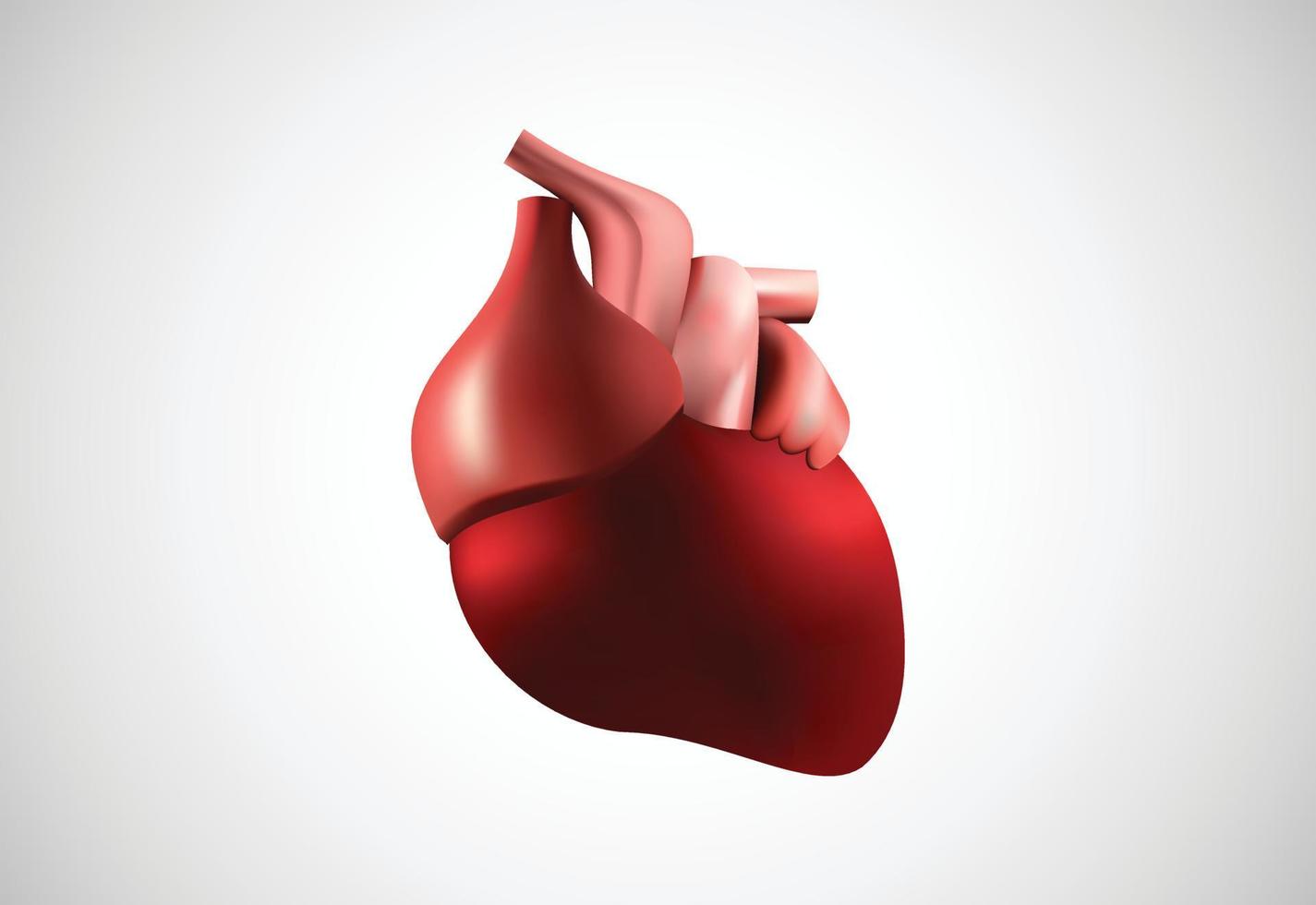 Illustrazione vettoriale del cuore umano realistico 3d