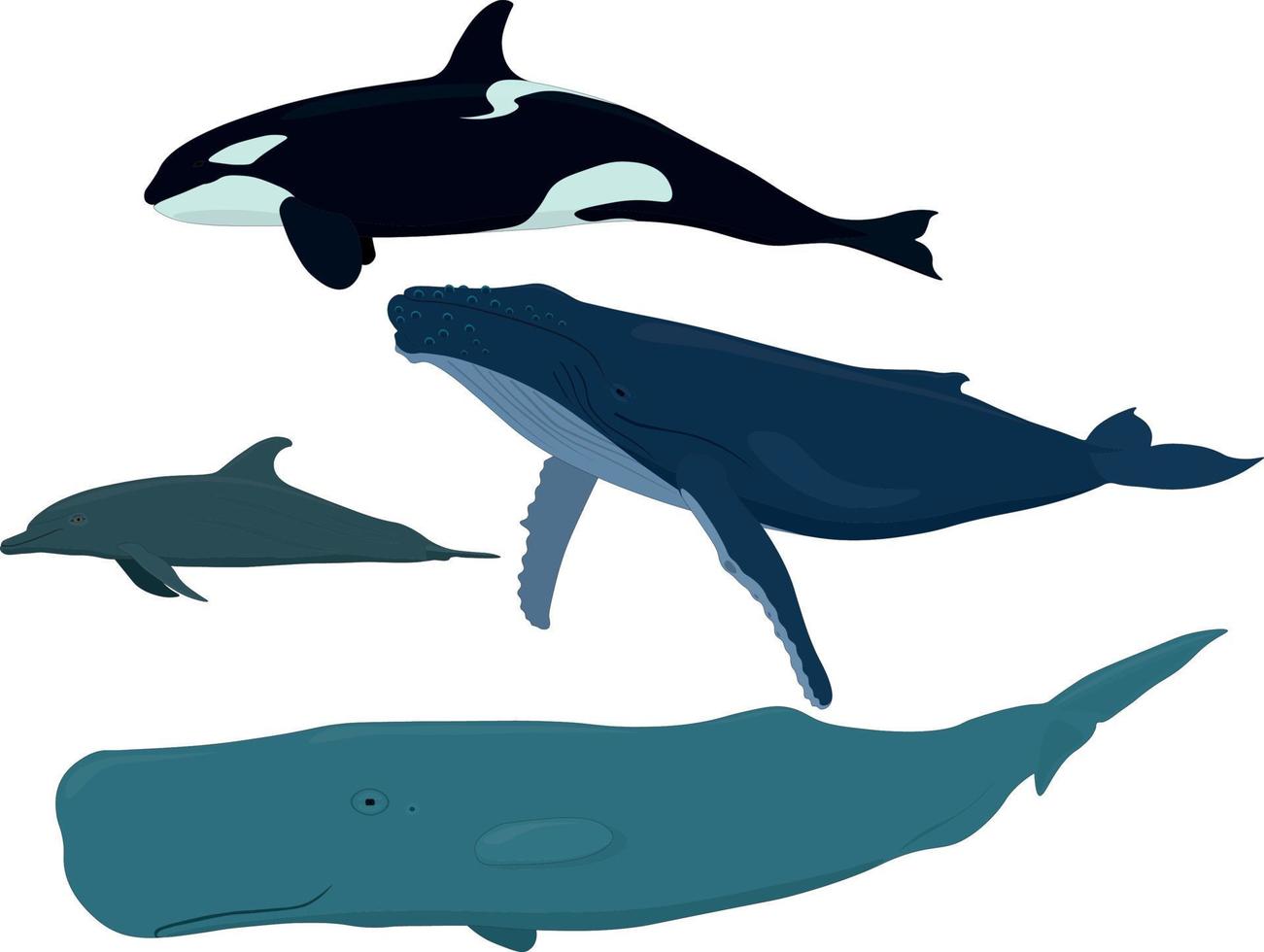 mammiferi marini orca, delfino, balenottera azzurra, illustrazione vettoriale di capodoglio