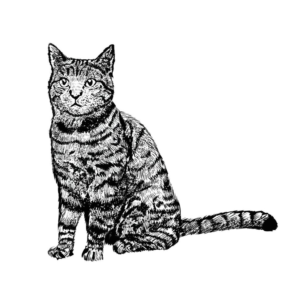 illustrazione del gatto su sfondo bianco vettore