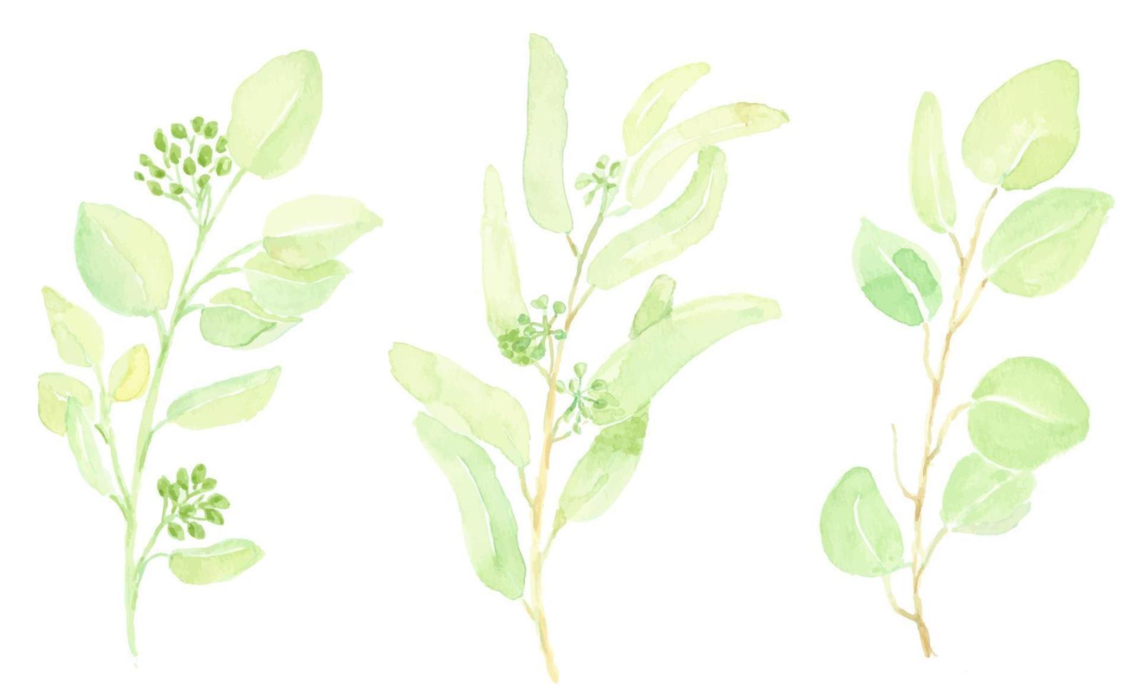collezione di elementi di ramo di foglie di eucalipto con semi verdi disegnati a mano ad acquerello vettore