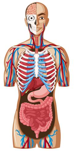 Anatomia umana con diversi sistemi vettore