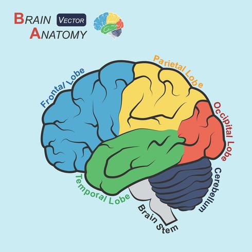 Anatomia del cervello (design piatto) (lobo frontale, lobo temporale, lobo parietale, lobo occipitale, cervelletto, tronco cerebrale) vettore