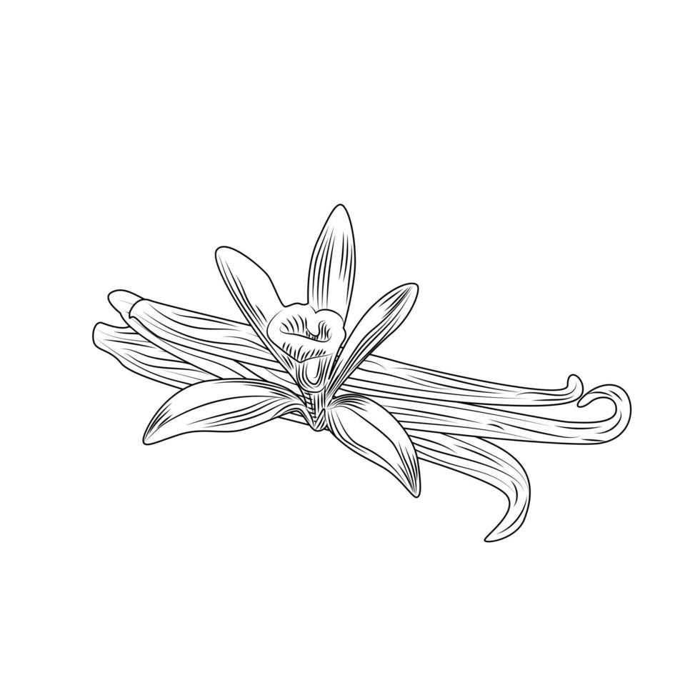 foglia di ramo di pianta di semi di fiori di vaniglia disegnati a mano. vettore