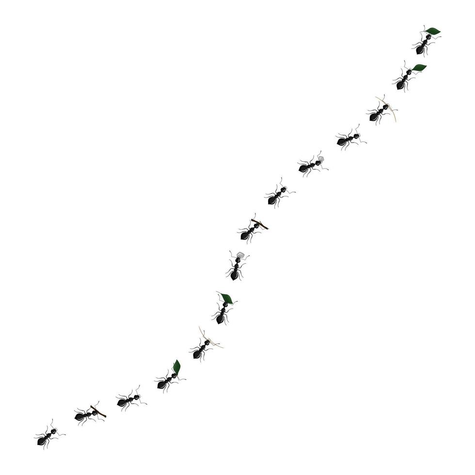 il sentiero delle formiche trasporta foglie, ciottoli e ramoscelli isolati su uno sfondo bianco. una fila di formiche operaie che marciano verso il formicaio. vettore
