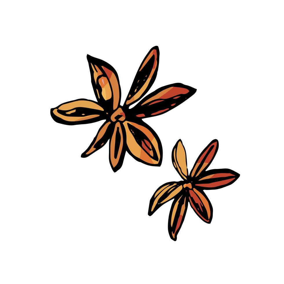 illustrazione disegnata a mano di semi di anice isolata su sfondo bianco vettore