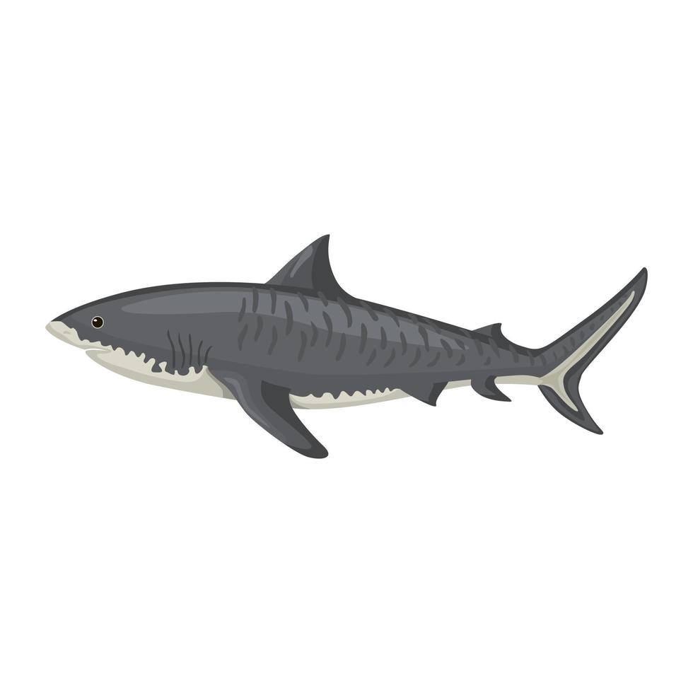 squalo tigre isolato su sfondo bianco. personaggio dei cartoni animati dell'oceano per bambini. vettore