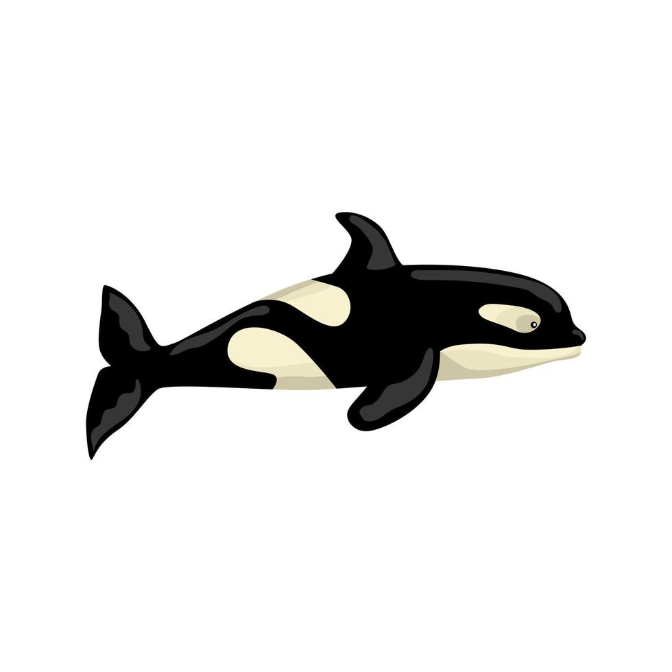 orca isolato su sfondo bianco. personaggio dei cartoni animati dell'oceano per bambini. stampa semplice con mammifero marino. vettore