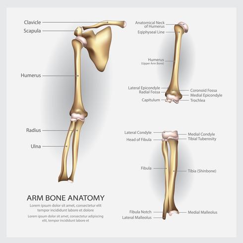 Anatomia dell&#39;osso del braccio con l&#39;illustrazione di vettore del dettaglio
