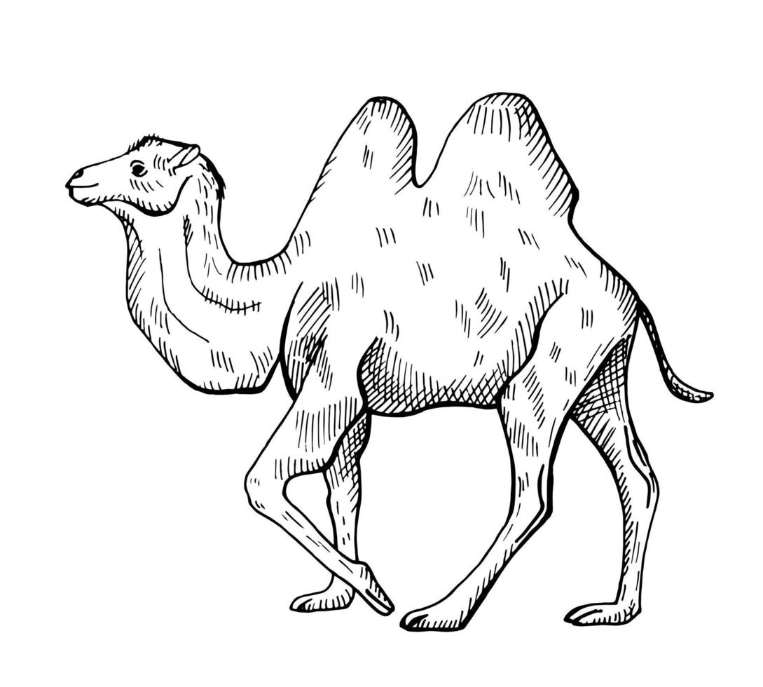 illustrazione di cammello su sfondo bianco isolato. illustrazione vettoriale animale dall'Asia centrale e centrale.