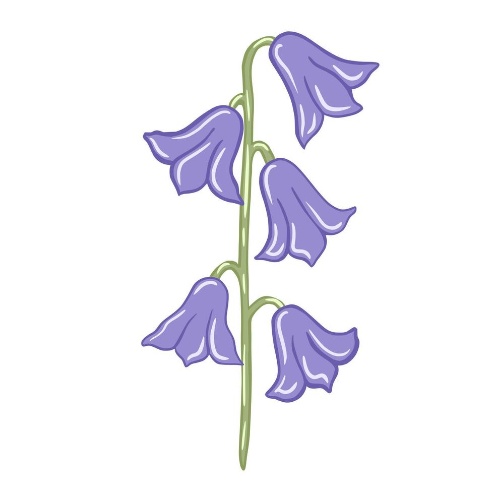 campanule viola isolati su sfondo bianco. bellissimi schizzi botanici disegnati a mano per qualsiasi scopo. vettore