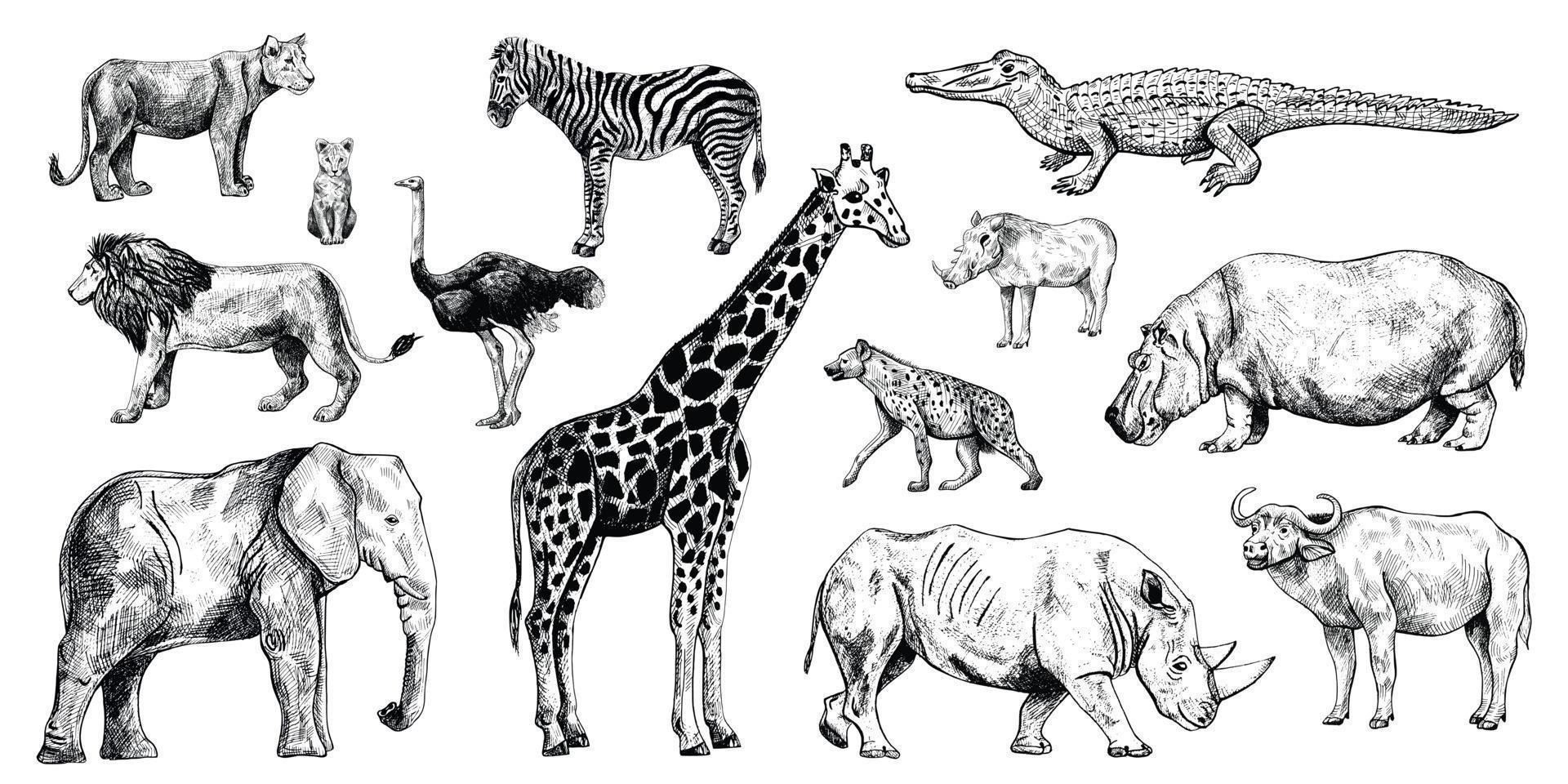 impostare animali africani isolati su sfondo bianco. collezione giraffa, elefante, rinoceronte, ippopotamo, bufalo. vettore