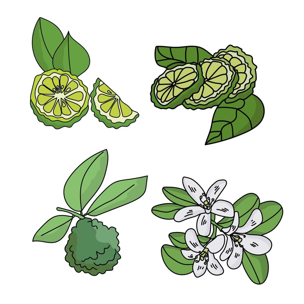 set di agrumi bergamotto, frutti con foglie, fettine di agrumi e un ramoscello fiorito, parti di una pianta di colore verde vettore