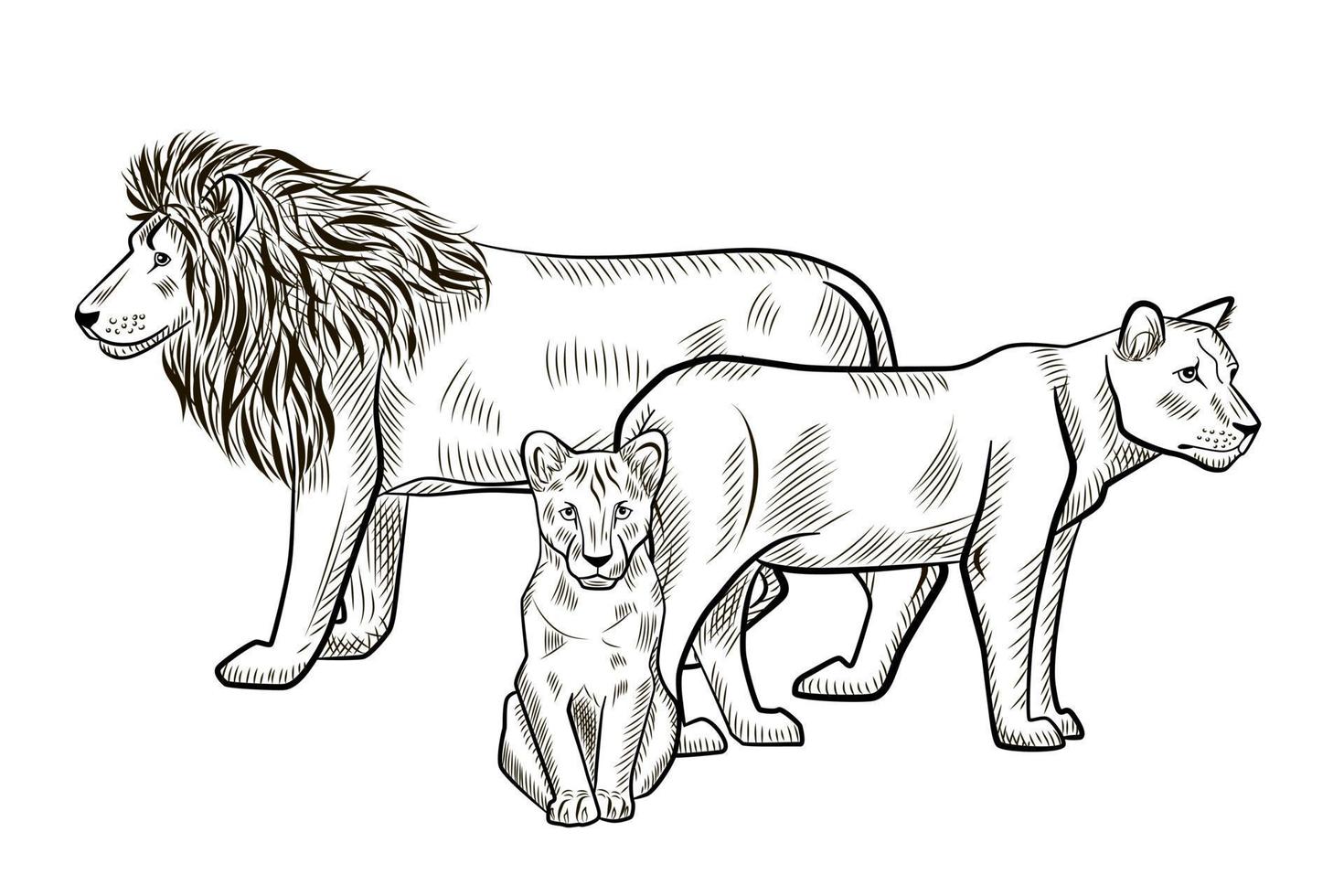 leoni familiari isolati su sfondo bianco. schizzo grafico leone, leonessa, cucciolo predatore della savana in stile incisione. vettore