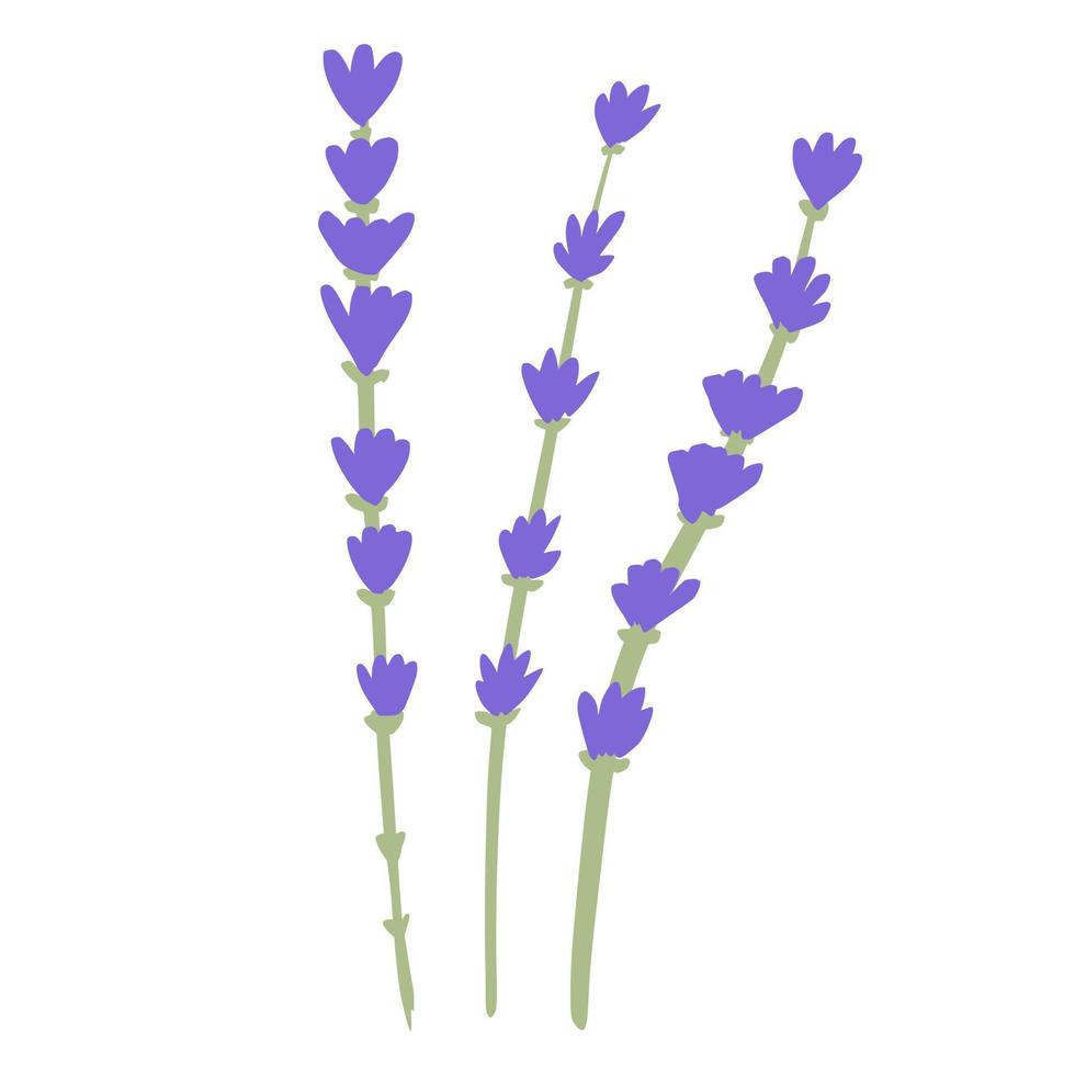 fiore di lavanda isolato su sfondo bianco. bellissimi schizzi botanici disegnati a mano per qualsiasi scopo. vettore