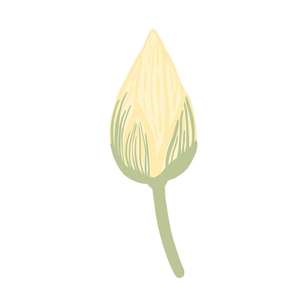 gemma di loto isolato su sfondo bianco. bellissimi schizzi botanici disegnati a mano per qualsiasi scopo. vettore